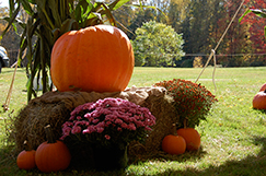 Biggest Pumpkin