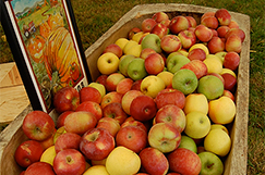 Apples & Baked Goods