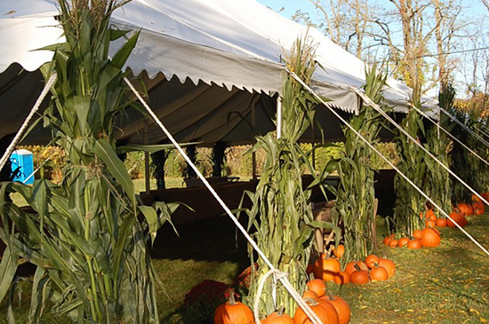 Live Music Tent