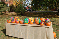 Painted Pumpkins